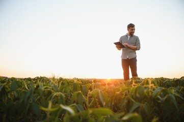 farmer agronomist in soybean field checking crops. Organic food production and cultivation.