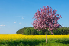 Single Cherry Tree Blossoming In Front Of Vast Oilseed Rape Field In Spring