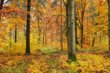Autumn Painted Forest In Swabian Alps