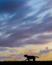 Clouds Over Silhouette OfLabrador Retriever Running On Grass At Dusk