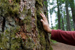 © Westend61 - Hand of man touching moss covered tree trunk in forest