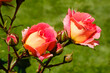 © Westend61 - Peach colored roses blooming in spring
