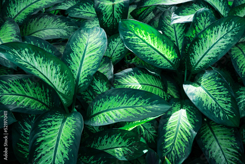 Papier Peint - Full Frame of Green Leaves Pattern Background, Nature Lush Foliage Leaf Texture, tropical leaf