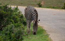 Zebras In Der Wildnis Und Savannenlandschaft Von Afrika