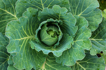 Juicy fresh white cabbage after rain in the vegetable garden