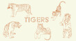 Set of tigers in lineart. Tigers in different positures with text. Standing tiger, lying tiger, yawning tiger, sitting tiger and stretching tiger. All as vector illustration, silhouette look.