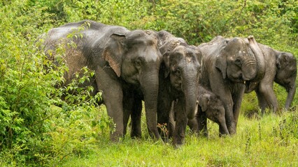 Canvas Print - Asiatic elephants family from Indian forests