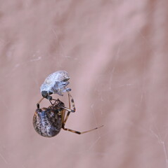 Spider with a hunted fly