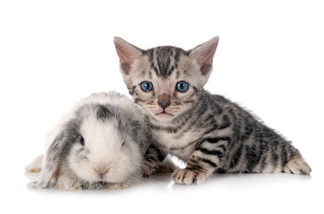 Poster - mini lop and bengal kitten