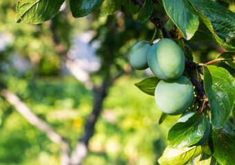 Wall Mural - Green ripening plum on a tree with green foliage in the garden