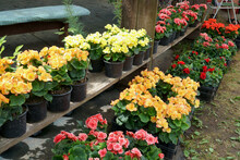 An Offer Of Colorful Begonias In The Market Square Of Flower Seedlings. Young Flowering Plants Purchase For Growing In The Garden Or As Houseplants.