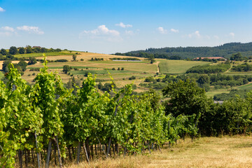 Wall Mural - Vineyards in Wachau valley. Lower Austria.