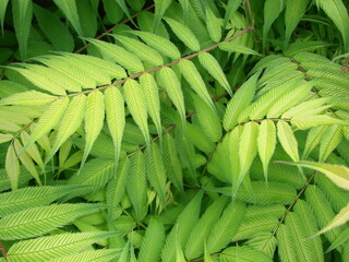 green natural background of carved leaves, beautiful summer texture backdrop of leaves.