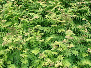 green natural background of carved leaves, beautiful summer texture backdrop of leaves.