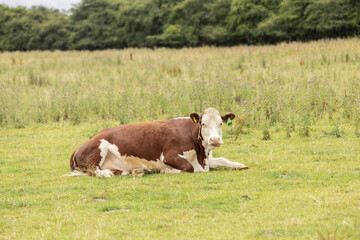 Wall Mural -  brown and white cow sitting in the pasture. Beef production in the countryside of uk