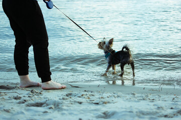 Wall Mural - Woman walks Yorkshire Terrier small dog on leash on sea, ocean shore, riverbank. A beloved doggy lapdog, mistress happy together walking outdoors on sandy beach in a blue evening. Funny canine walks.