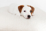 Fototapeta Pokój dzieciecy - Cut dog puppy lying on white bed at home