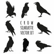 crow silhouette vector set, raven vector set