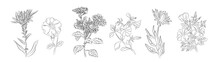 Set Of September Birth Month Flowers Line Art Vector Illustrations - Aster And Morning Glory (petunia).  Hand Drawn Black Ink Sketch Style Vector Drawings For Wall Art, Jewelry, Tattoo, Logo Design.