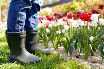 Wall Mural - gardening and people concept - close up of man in rubber boots and tulip flowers at summer garden