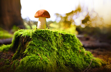 Red cap mushroom on tree stump with moss on autumn.