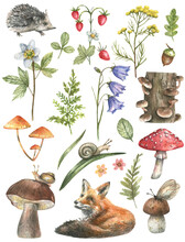 Forest Set - Fly Agaric, Mushrooms, Strawberries, Ferns, Fox And Hedgehog Illustrations Isolated On White Background. Set Of Hand Drawn Watercolor Forest Illustrations.