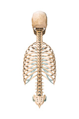 Wall Mural - accurate posterior or back view of axial bones of human skeletal system or skeleton isolated on whit