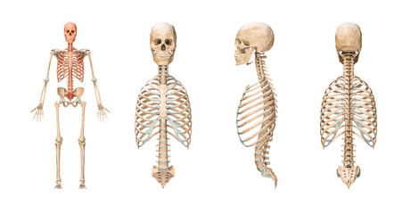 Wall Mural - accurate axial bones of human skeletal system or skeleton isolated on white background 3d rendering 