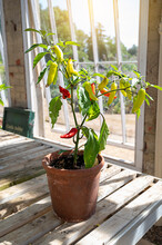 Young Bell Peppers In Pot Ashby Castle Greenhouse, Growing Vegetables