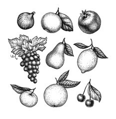 Wall Mural - Fruits ink sketches.