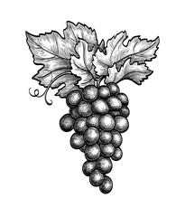 Canvas Print - ink sketch of grape bunch.