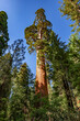 Old sequoia trees in California