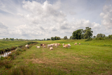 Wall Mural - Picturesque Dutch polder landscape with beige and brown cows. One calf is just drinking from its mother cow. The photo was taken on a cloudy summer day in the National Park De Biesbosch, North Brabant