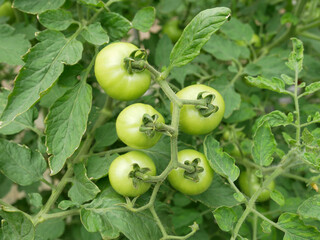 Wall Mural - Tomatoes that are still young and still on the tree. This fruit is not yet suitable for eating and farmers will only pick it when it is ripe.