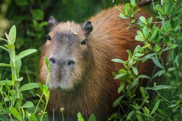 Hello from Capybara (Hydrochoerus hydrochaeris)