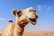 Close-up of Camel looking at the camera