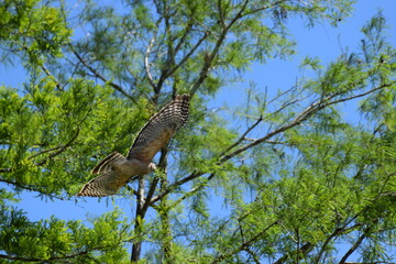 Red Shoulder Hawk