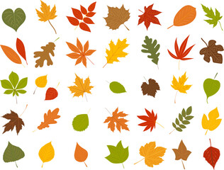 Wall Mural - collection leaves autumn set in flat style, isolated, vector