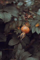 Rosehip fruits on a bush in sepia style photography. Rosehip bush. Cinematic photo. Sepia style. Useful fruits. Product with vitamin C.