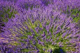 Fototapeta Lawenda - Beautiful Lavender fields in Mount Hood, Oregon