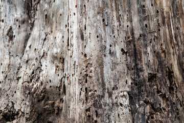 Tree trunk damaged, eaten by borer insects, close-up view. Tree with holes pattern, surface details