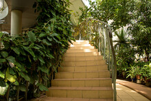 Stairs In The Greenhouse Leading Up Entwined With Tropical Plants