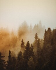 Wall Mural - vertical shot of the evergreen trees during sunset
