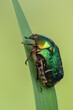 green rose chafer - Cetonia aurata