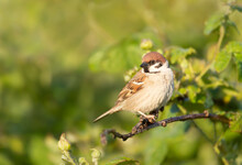 Eurasian Tree Sparrow Perched On A Shrub Branch