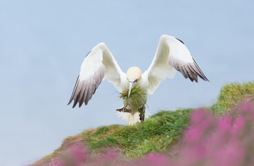 Wall Mural - close up of a northern gannet with a beak full of nesting material taking off