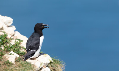 Wall Mural - close up of a razorbill against clear blue background