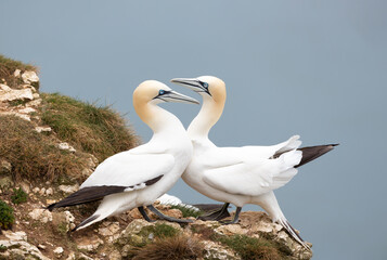 Wall Mural - close up of bonding northern gannets on a cliff by the north sea
