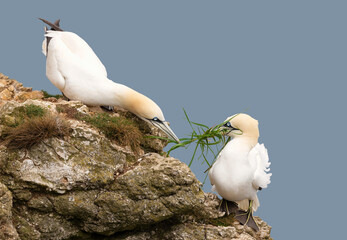 Wall Mural - close up of bonding northern gannets passing grass to each other