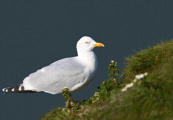 Wall Mural - portrait of european herring gull against blue background on a cliff edge
